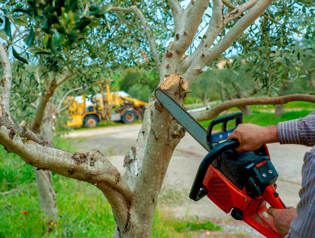 Best Tree Trimming Near Me  in Bismarck, ND